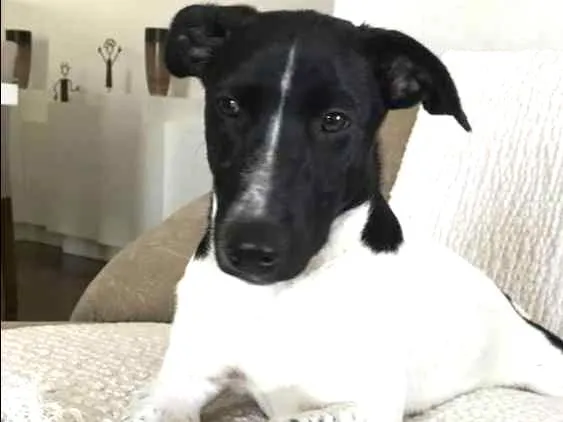 Cachorro ra a Srd idade 2 a 6 meses nome Dina