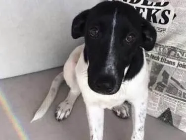 Cachorro ra a Srd idade 2 a 6 meses nome Dina