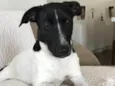 Dina