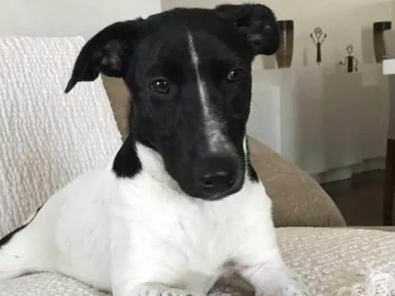 Cachorro ra a Srd idade 2 a 6 meses nome Dina