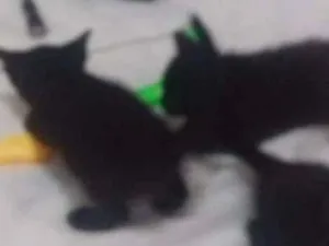 Gato raça  idade Abaixo de 2 meses nome Filhotes