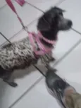 Safira