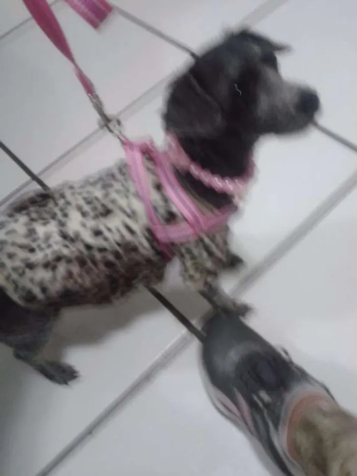 Cachorro ra a Poodle idade 6 ou mais anos nome Safira