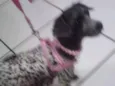 Safira