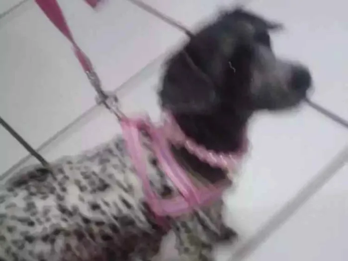 Cachorro ra a Poodle idade 6 ou mais anos nome Safira