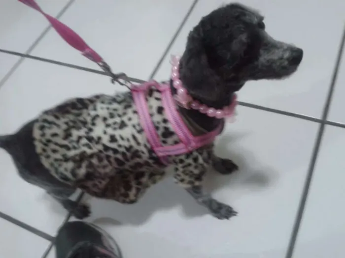 Cachorro ra a Poodle idade 6 ou mais anos nome Safira