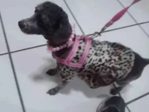 Cachorro raça Poodle idade 6 ou mais anos nome Safira