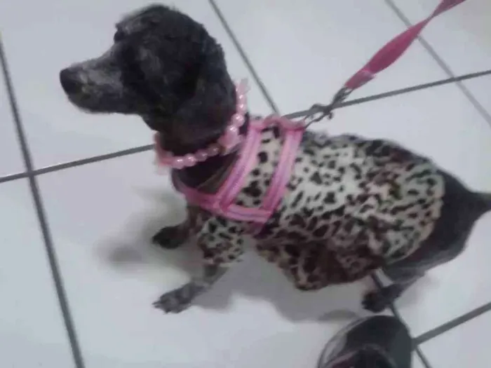 Cachorro ra a Poodle idade 6 ou mais anos nome Safira