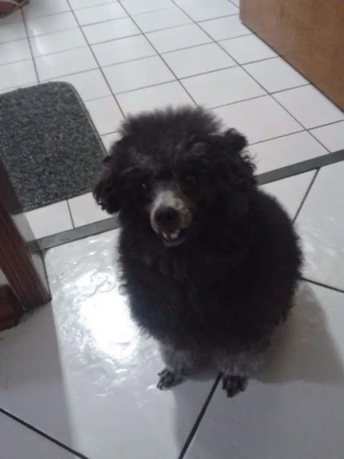 Cachorro ra a Poodle idade 6 ou mais anos nome Safira