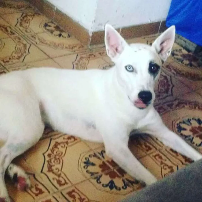 Cachorro ra a sem raça idade 2 anos nome amy