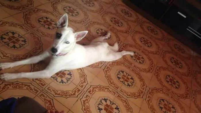 Cachorro ra a sem raça idade 2 anos nome amy