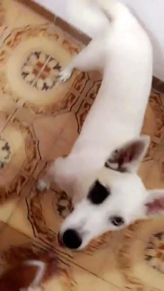 Cachorro ra a sem raça idade 2 anos nome amy