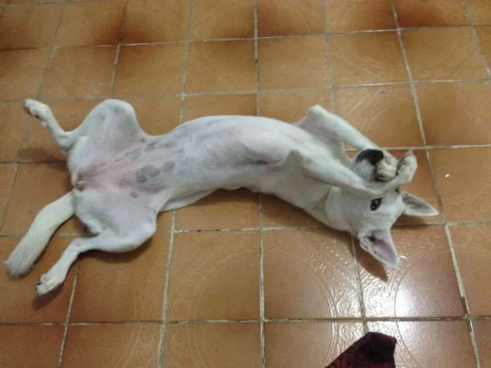 Cachorro ra a sem raça idade 2 anos nome amy