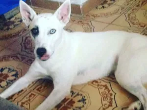 Cachorro raça sem raça idade 2 anos nome amy
