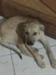 Mel