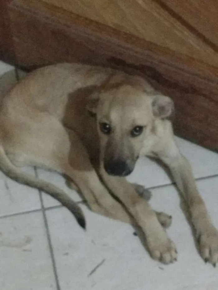 Cachorro raça Não sei idade 2 a 6 meses nome Mel