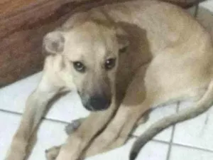 Cachorro raça Não sei idade 2 a 6 meses nome Mel