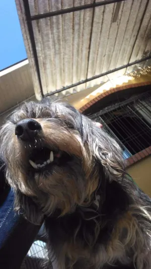 Cachorro raça Não tem idade 3 anos nome Não sei
