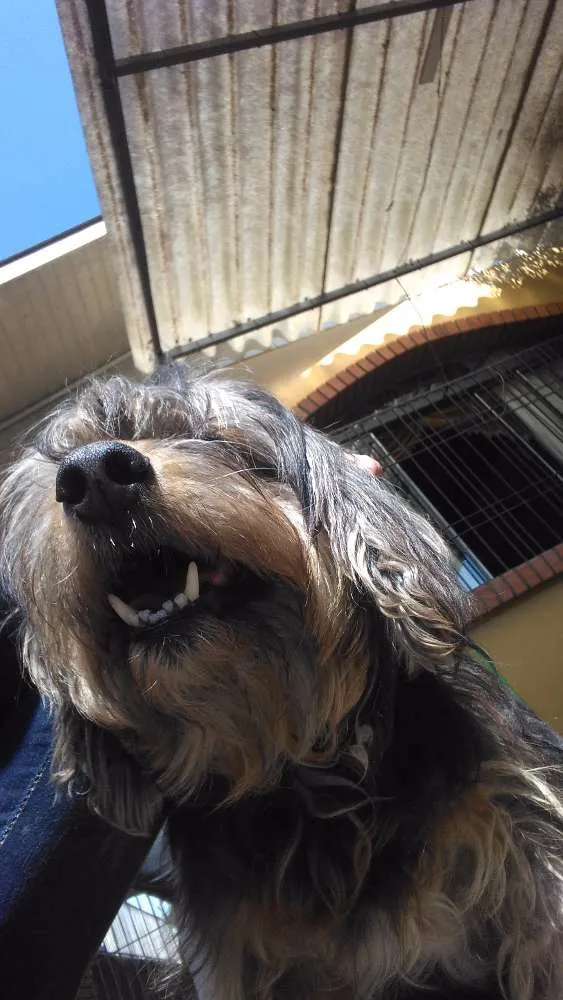Cachorro ra a Não tem idade 3 anos nome Não sei