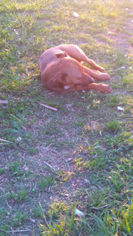 Cachorro ra a Não tem idade 3 anos nome Não sei
