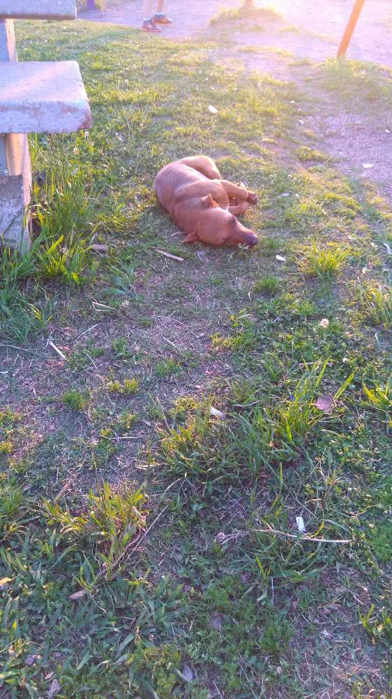 Cachorro ra a Não tem idade 3 anos nome Não sei