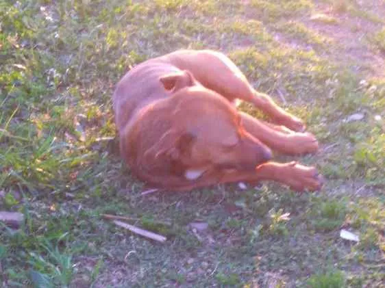 Cachorro ra a Não tem idade 3 anos nome Não sei