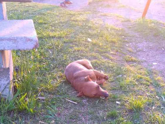 Cachorro ra a Não tem idade 3 anos nome Não sei