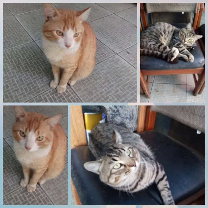 Gato raça  idade 2 anos nome Max e Mix
