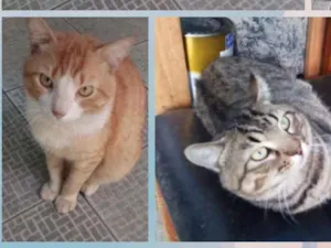 Gato raça  idade 2 anos nome Max e Mix