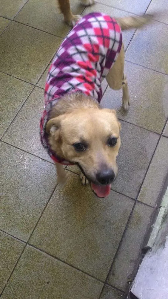 Cachorro ra a SRD idade 2 anos nome Tobias provisório