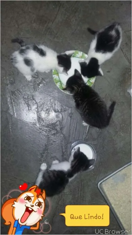 Gato ra a vira lata idade Abaixo de 2 meses nome amora