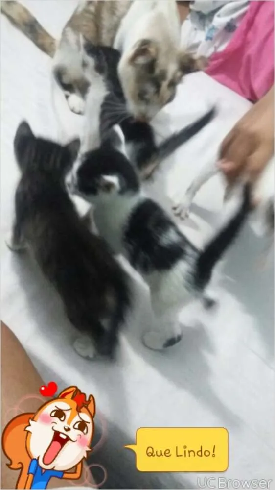 Gato ra a vira lata idade Abaixo de 2 meses nome amora