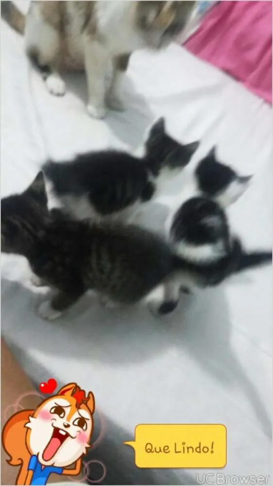 Gato ra a vira lata idade Abaixo de 2 meses nome amora