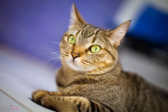 Gato ra a srd idade 2 anos nome Cracker