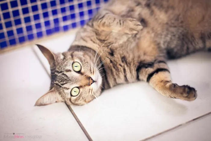 Gato ra a srd idade 2 anos nome Cracker