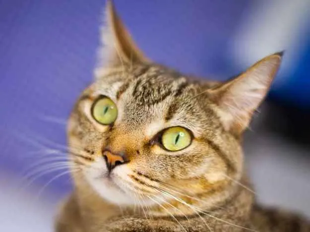 Gato ra a srd idade 2 anos nome Cracker