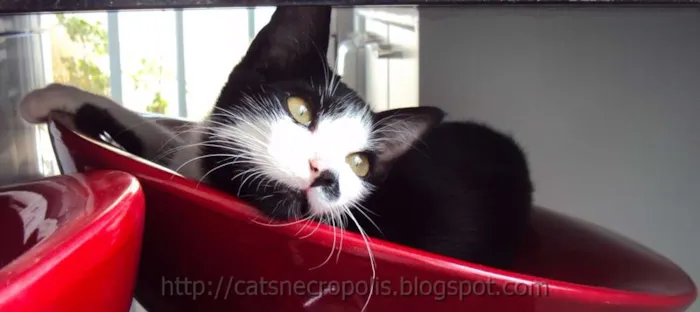 Gato ra a srd idade 2 a 6 meses nome Chia