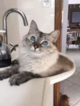 Amandita