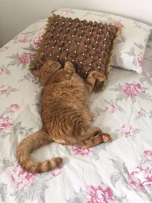 Gato ra a srd idade 3 anos nome Suflair