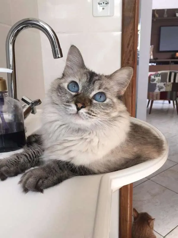 Gato raça srd idade 3 anos nome Amandita