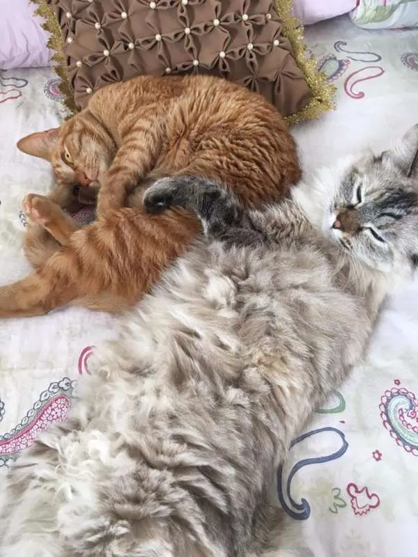 Gato raça srd idade 3 anos nome Amandita