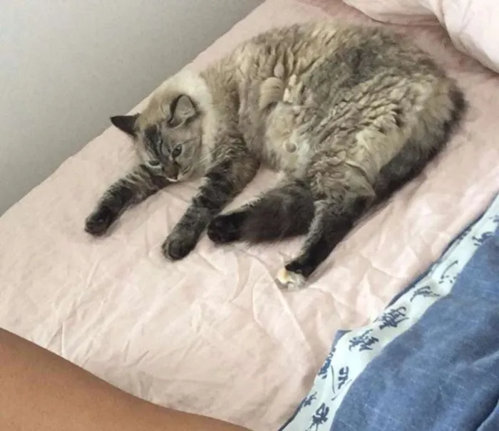 Gato raça srd idade 3 anos nome Amandita