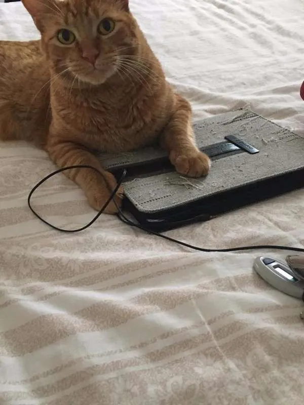 Gato ra a srd idade 3 anos nome Suflair