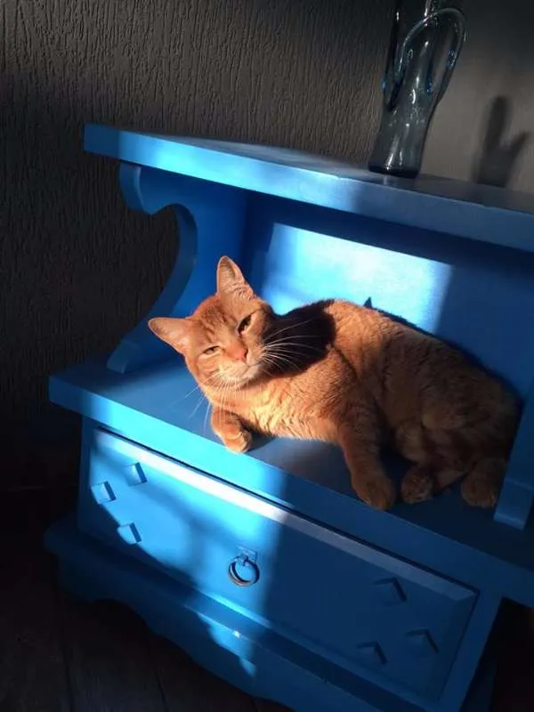 Gato ra a srd idade 3 anos nome Suflair