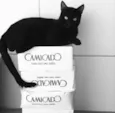 Teo 