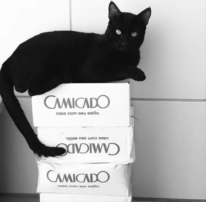 Gato ra a Sem raça  idade 1 ano nome Teo 