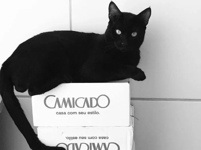 Gato ra a Sem raça  idade 1 ano nome Teo 