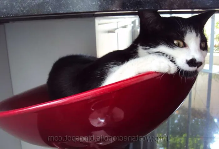 Gato ra a srd idade 2 a 6 meses nome Chia