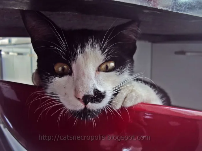 Gato ra a srd idade 2 a 6 meses nome Chia