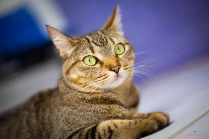 Gato ra a srd idade 3 anos nome Cracker